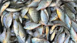 MASTER BAITER POND STOCKING