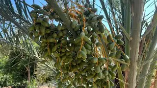 Hurmamızın çocukları olgunlaştı 🤗🌴