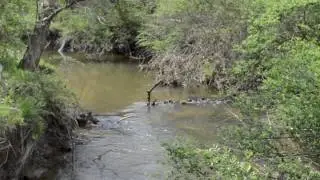Vestal Park nature trail