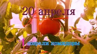 Tomatoes ripened in April. Answers to questions
