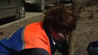 Посадка липы   уДачные советы