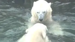Polar bears 3D VR 180 4K