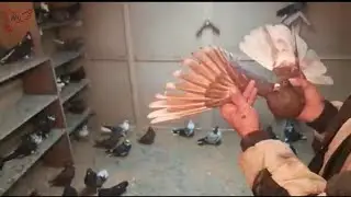 Голуби. Игорь Евглевский. Краснодарский кр. 2 часть.