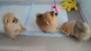 Померанский шпиц.Полтава.Украина. Питомник “Olbis Minimaxi" Pomeranian. Poltava, Ukraina 3