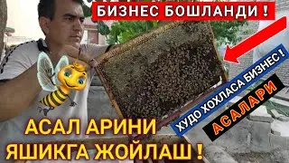 АСАЛ АРИНИ ЯШИКГА ЖОЙЛАШ АСАЛ АРИ БОКИШ БИЗНЕСИ !