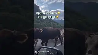 Здрасьте😂#юмор #sorts #memes #врекомендации #tiktok #кавказ