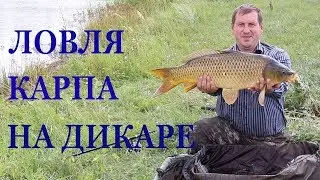 Carp fishing in the wild in July