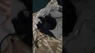 Котенок Ласточка 