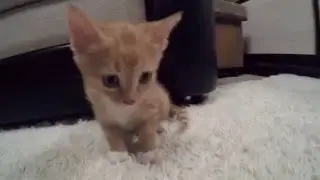 CatFighter