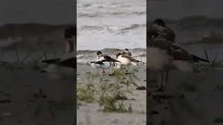 Sāmsalas dižpīle / The common shelduck (Tadorna tadorna) ✨️ #birds #nature #commonshelduck #bird