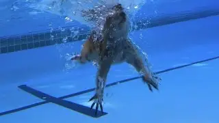 Can Prairie Dogs Swim?