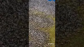 How to remove glitter from carpet