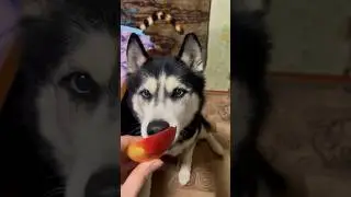 Вам тоже захотелось ?|АСМР по собачьи