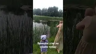 на пруду 14 утят с мамой