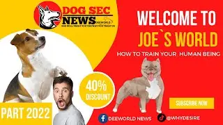 Dog Section News Channel