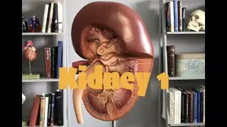 Kidney 1
