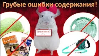 Грубые ошибки содержания ШИНШИЛЛ!#1