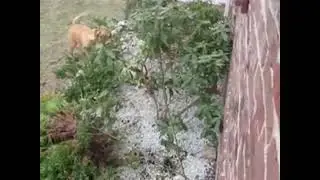 dogs play video |YouTube |sub entertainment |