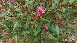 Plant spotlight series: Gaura (long blooming perennial)