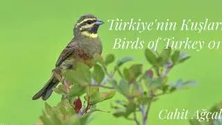 Türkiye'nin Kuşları (Birds of Turkey)001