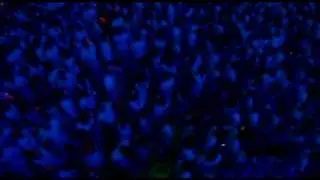 Sensation 2007 Megamix