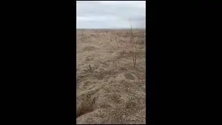 Видео друзей