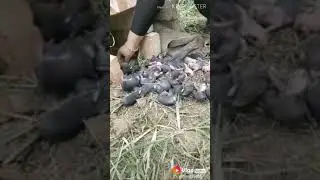 Funny video with animal vigo video