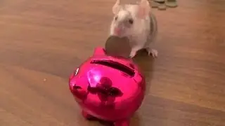 Mouse puts Coins in a Piggy Bank and runs off with her new Toy Dog