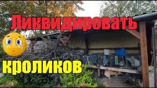 🎹//Обзор хозяйства//Пол готов//Предлагают кур и уток🤦‍♀️//Собаки встречают Лису