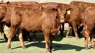 J&J Cattle Co: Red Angus Replacement Heifers
