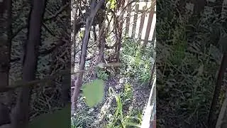 Как укоренять садовые растения