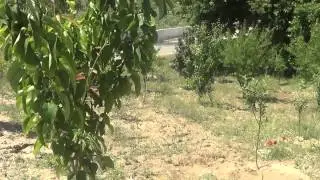 Meyve Ağacı - Meyve Ağaçları - Meyve Fidanı Dikimi - İlaçlama - Bakım