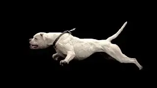 PIT BULLDOG