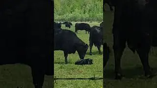 Новорожденный телёнок