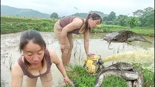 Using a high-capacity pump to suck fish from the field and collect 14kg of fish