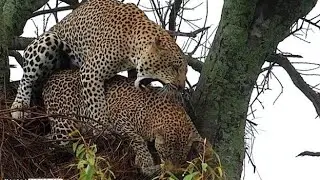 WILDLIFE // Leopard fighting to death for females // chui wakipigana hafi kufa mshindi achukua jike