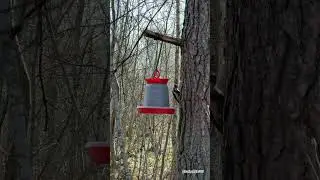 Пёстрый дятел. 