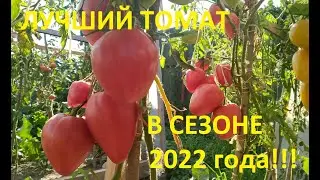 Лучшее сердце из Минусинска. Томат который смог набрать рекордный вес!!!