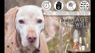 The Blissful Dog Age Well Dog Aromatherapy For Peaceful & Present Aging