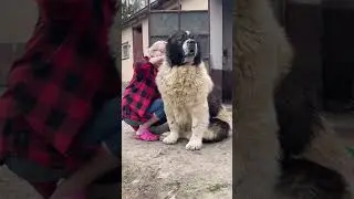 Big Guard Dog Breed 👹 