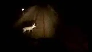 Train vs Deer
