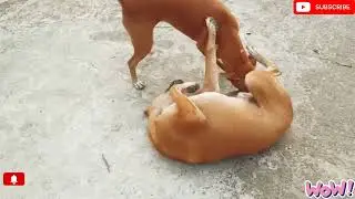 dog funny lover video 💕 #funny animal videos #cute dog 🐕#dog #funny #trending 😄#youtube #animals 💖 |