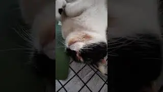 Sweet Baby sleeping