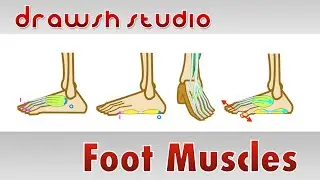 Muscles of the Foot