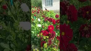 Просто красота на даче ...