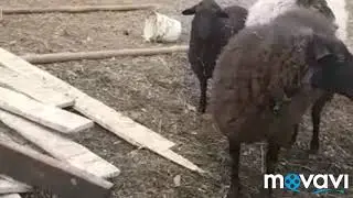 Овцы идут гулять, романовские овцы.