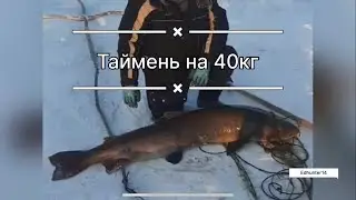 ТАЙМЕНЬ НА 40 КГ!!! Ашалеееть