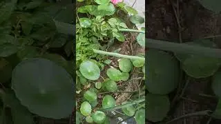 #pvskplantation #pvsk #travel #tour  #plant #tree #chettu(3)