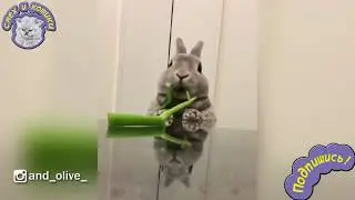 Кролик Ест Травку РЖАЧ !!!