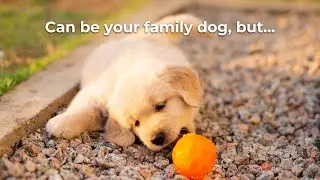 Can Golden Retriever Be the Best Family Dog Breed? | Facts You Must Know!